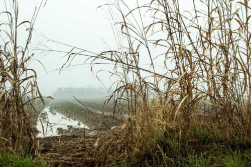 Con la nebbia